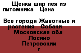 Щенки шар-пея из питомника › Цена ­ 15 000 - Все города Животные и растения » Собаки   . Московская обл.,Лосино-Петровский г.